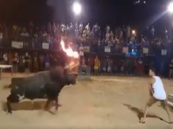 Shocking Video Bull Attack On Man Watch Viral Video
