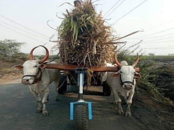 unique bullock cart with extra wheel Photo Goes Viral