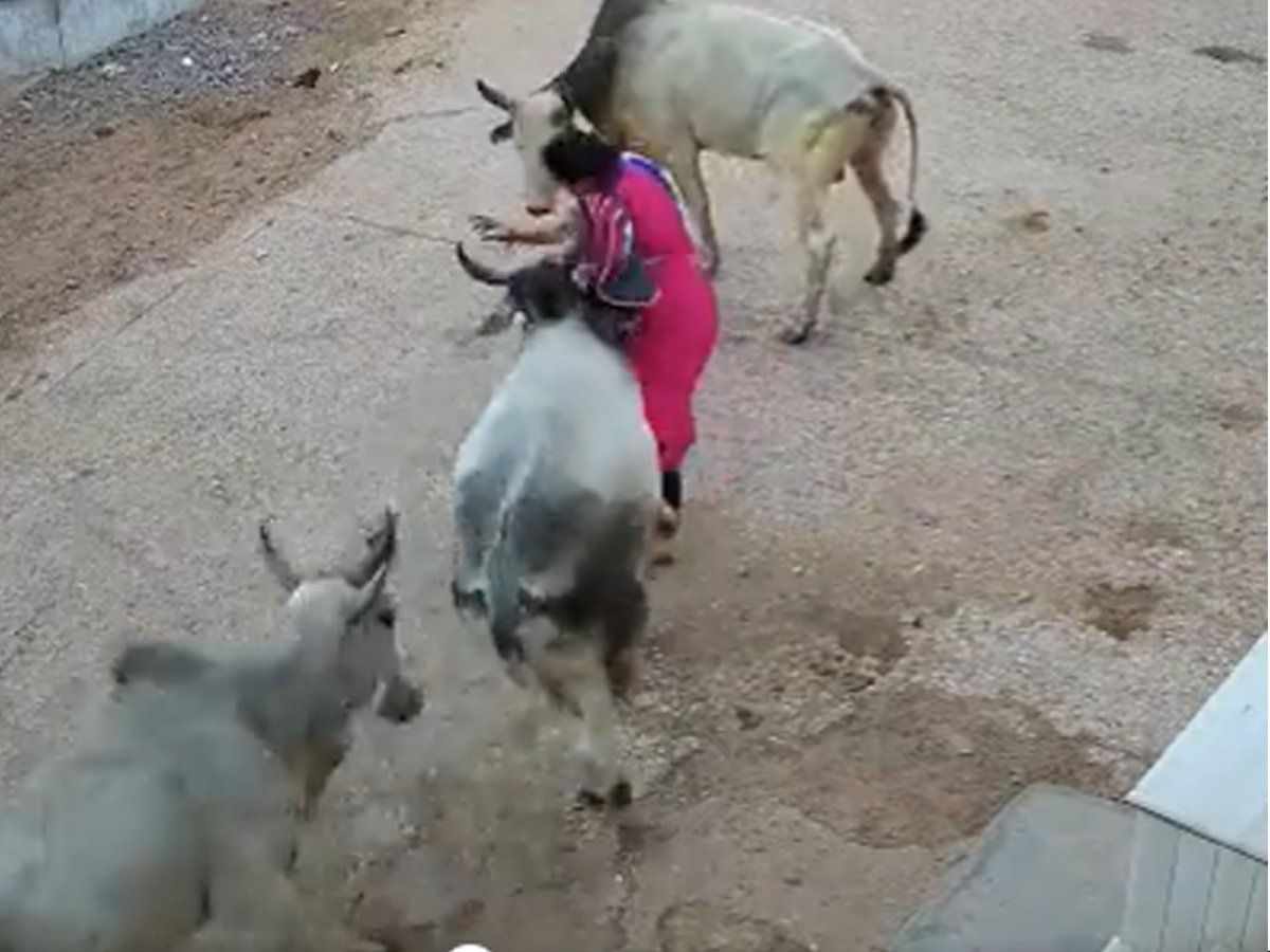 सांड का तांडव! पहले दौड़ाया फिर बीच सड़क उठाकर पटक दिया, Video में देखें खौफनाक मंजर