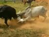 Animal Fight Video Fight Between Two Bull Then What Happened Watch Video