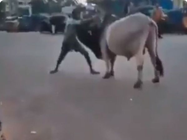 Desi Bahubali Video man fight with bull watch shocking viral video in hindi