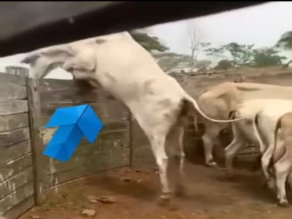 Bull Video Bull Today Viral Google trends Video 