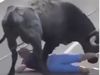  Bull Video Bull Attack Google Trends Viral Video in Hindi