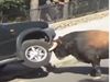 Bull Viral Video Bull Attack on Vehicle Viral Video in Hindi