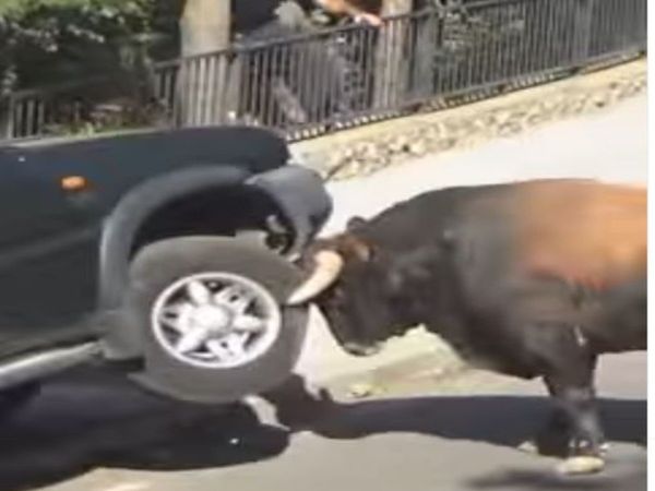 Bull Viral Video Bull Attack on Vehicle Viral Video in Hindi