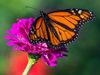 keeping a picture of butterflies in the house Amazing Benefits Know Feng Shui Tips
