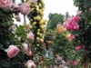 Easy Rose Gardening Tips