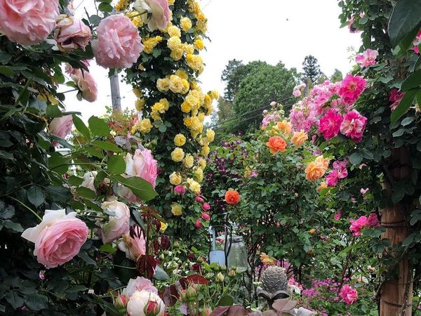 Easy Rose Gardening Tips