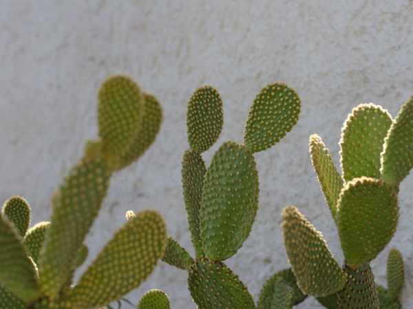 Vastu Tips For Terrace