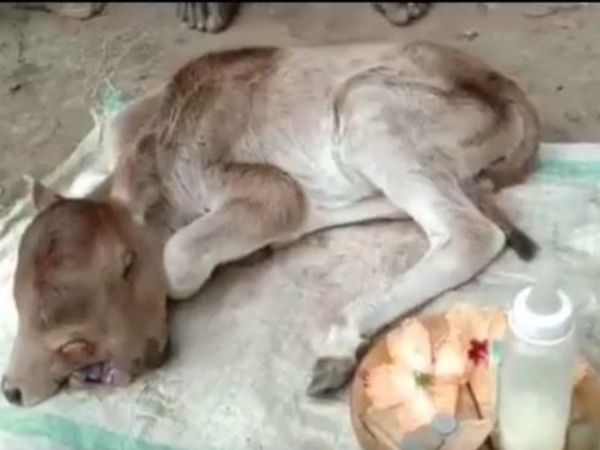 Calf born with 2 heads and 3 eyes in Odisha photo and video goes viral