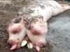Two headed calf born with pig like body in Russia Know About Shocking Truth