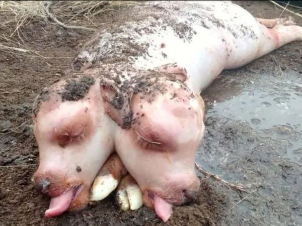Two headed calf born with pig like body in Russia Know About Shocking Truth