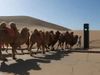 Camel Traffic Signal: अब चीन में ऊंटो के लिए भी ट्रैफिक सिग्नल, आखिर क्या है खास वजह