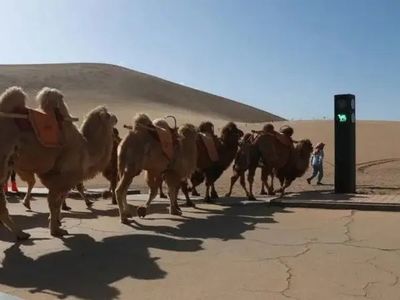 Camel Traffic Signal: अब चीन में ऊंटो के लिए भी ट्रैफिक सिग्नल, आखिर क्या है खास वजह Camel Traffic Signal: अब चीन में ऊंटो के लिए भी ट्रैफिक सिग्नल, आखिर क्या है खास वजह