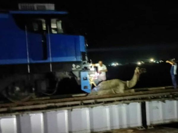 Rajasthan: A camel stalled Delhi-Mumbai rail route for 3 hours