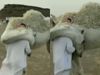 camel hugging human video