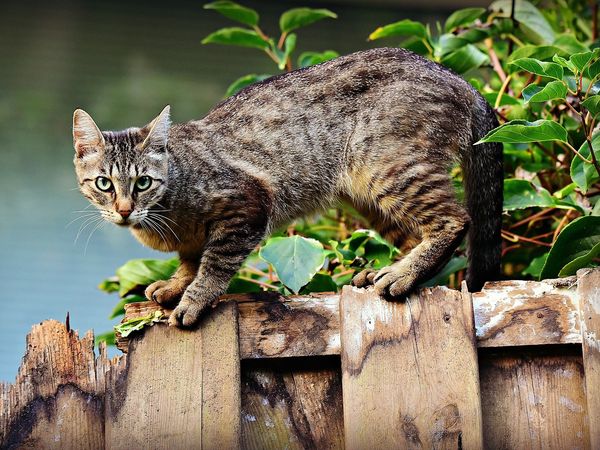 आपकी पालतू बिल्लियों को कितना है कोरोना का खतरा? 