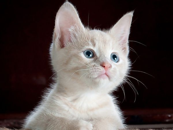 ट्रेन के तेज हॉर्न से भागी नेपाल की पूर्व चुनाव आयुक्त की बिल्ली, लगवाए गए पोस्‍टर, इनाम का भी ऐलान