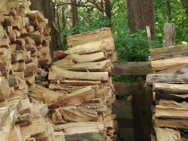 Can You Find Hidden Cat In Optical Illusion Viral Photo