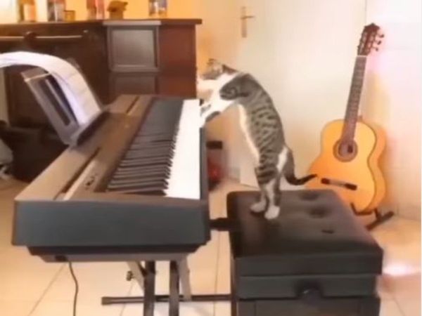 Cat Viral Video Cat Play Piano Viral Video in Hindi