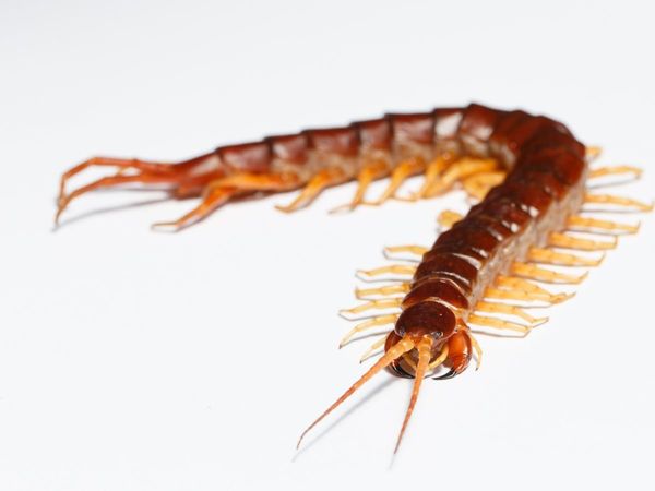 Vastu Shastra for Kankhajura