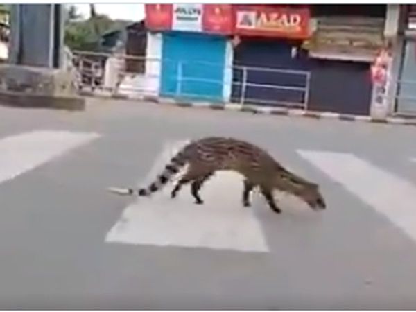 Lockdown: Nilgai spotted on road near GIP Mall in Noida 