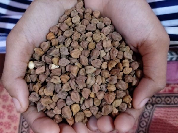 Chana becomes expensive by Rs 1000 per quintal, price likely to go up to 5500, know 5 reasons 