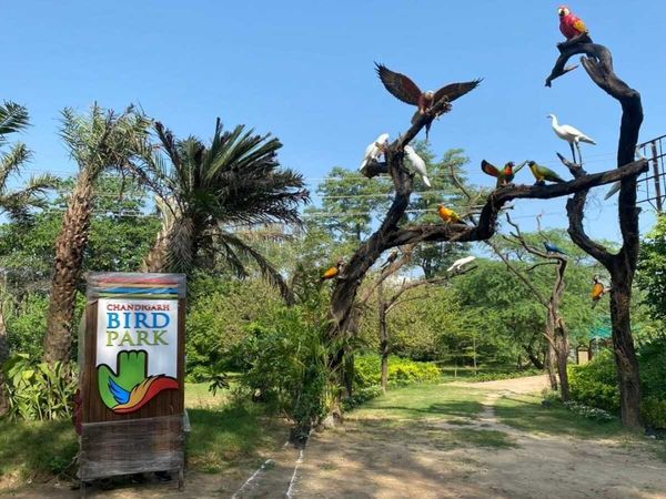 Chandigarh bird park