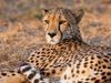 Supreme Court allows introduction of African Cheetah in India,भारत में दिखेंगे अफ्रीकी चीता, नाम्बिया से लाने पर सुप्रीम कोर्ट ने लगाई मुहर