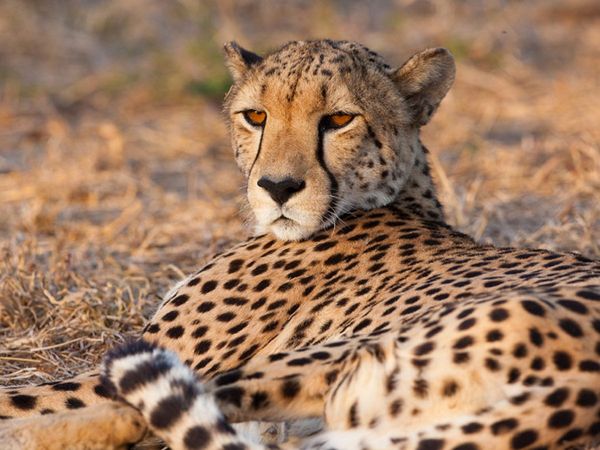 Supreme Court allows introduction of African Cheetah in India,भारत में दिखेंगे अफ्रीकी चीता, नाम्बिया से लाने पर सुप्रीम कोर्ट ने लगाई मुहर