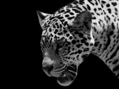cheetah, cheetah in india, mp, national news cheetah, cheetah in india, mp, national news