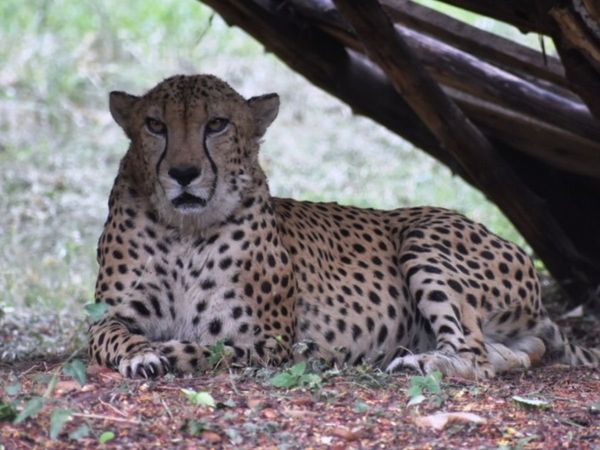 cheetah, cheetah in india, Cheetah in Kuno, narendra modi, Madhya Pradesh
