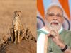 cheetah in india, kuno national park, narendra modi