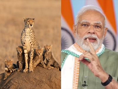 cheetah in india, kuno national park, narendra modi cheetah in india, kuno national park, narendra modi
