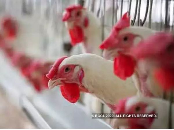 Coronavirus government says there is no link between chicken consumption and coronavirus spread