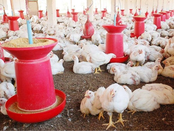 चीन : फ्रोजन चिकन विंग्‍स के नमूनों में मिला कोरोना का संक्रमण, इम्‍पोर्टेड फूड को लेकर लोगों में खौफ