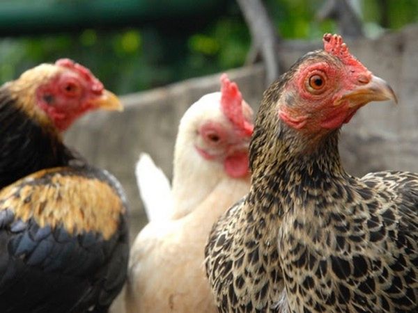Man jailed for sex with family chickens while wife filmed accidents