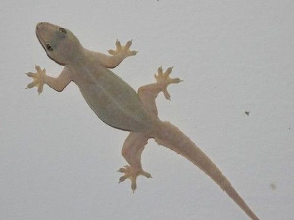 chipkali bhagane ka aasan tarika