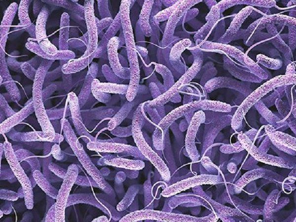 cholera symptoms and home remedies