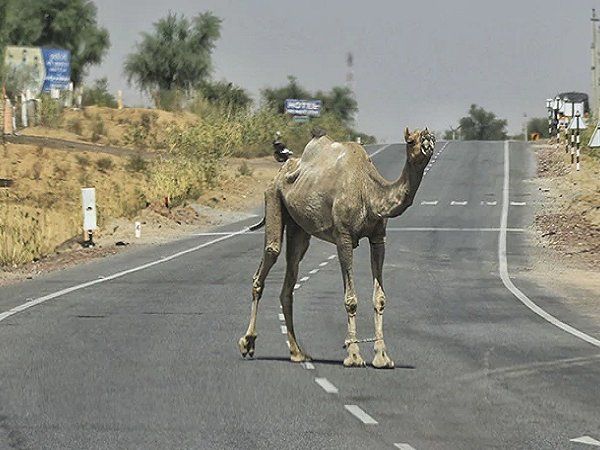 Heat wave: आसमां से बरस रहे हैं आग के गोले, राजस्थान के चुरू में पारा 50 डिग्री पर