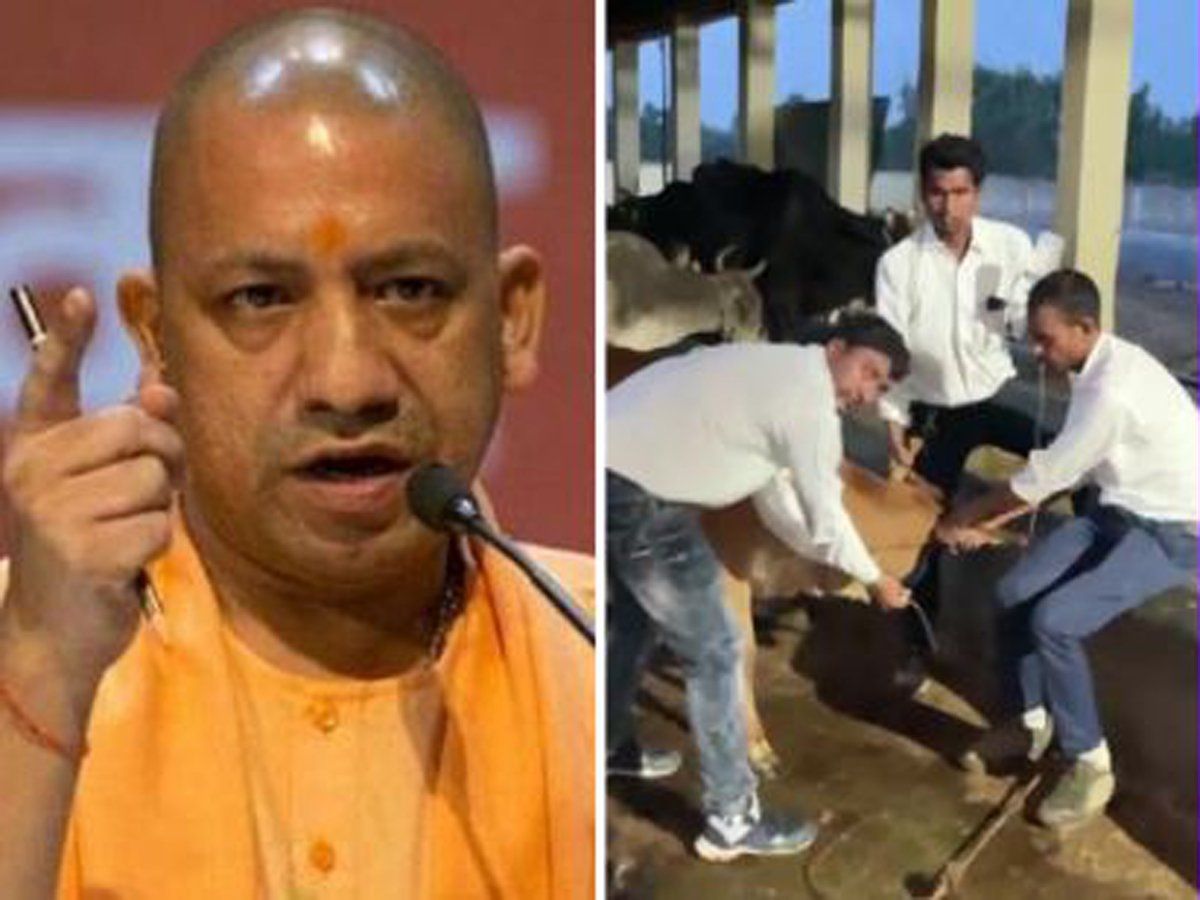 अमरोहा में 25 गायों की मौत से प्रशासन में हड़कंप, साजिशन जहरीला चारा देने की आशंका, CM योगी बोले- दोषियों को बख्शेंगे नहीं