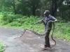 Coimbatore : 15-Feet Long King Cobra Rescued From Tamil Nadu Village