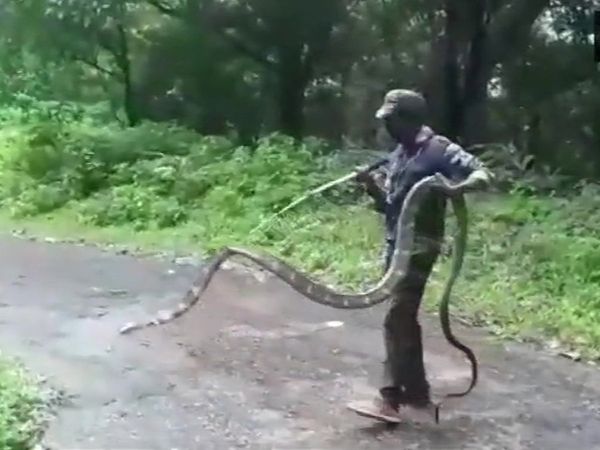 Coimbatore : 15-Feet Long King Cobra Rescued From Tamil Nadu Village