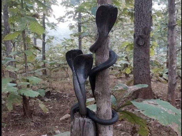 Three Cobra Found Together in Maharashtra Photo Goes Viral On Social media