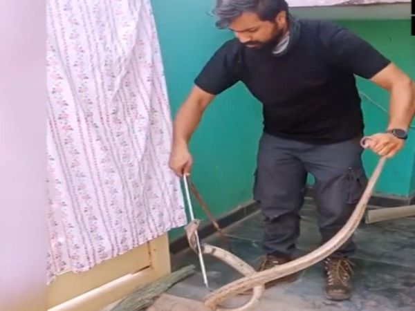 Snake Video Cobra Attack On Man Then What Happened Watch Shocking Video