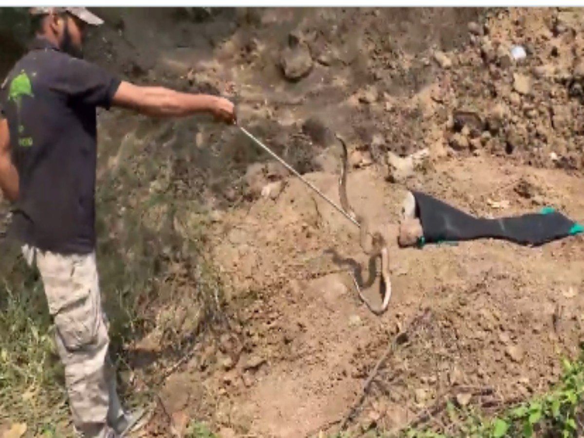 VIDEO: जान पर खेलकर शख्स ने कुएं से कोबरा को निकाला बाहर, देखकर लोगों की आंखें खुली की खुली रह गई