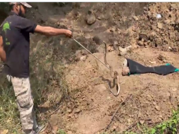 Snake Video Man Rescue cobra from an abandoned well in the Nashik Watch Viral Video