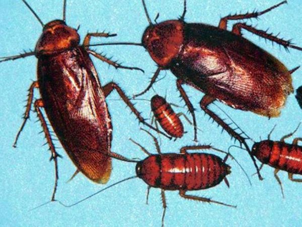 Woman’s fear of cockroaches leads husband to files for divorce