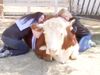Cow Hugging therapy in America