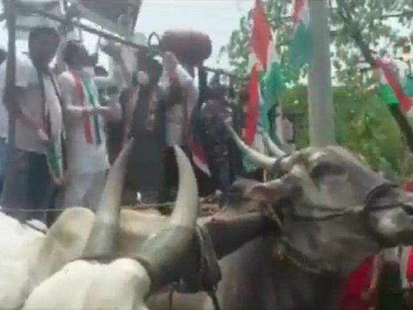 बैलगाड़ी पर कांग्रेस का प्रदर्शन, तभी सब गिरे धड़ाम